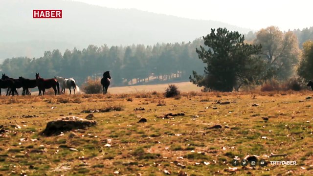 Kumalar Dağı'nın yılkı atları