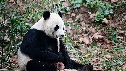 Le panda géant Bei Bei de retour sur la terre de ses ancêtres