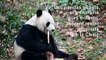 Le panda géant Bei Bei de retour sur la terre de ses ancêtres