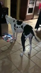 Doggo Drinks from Water Dispenser