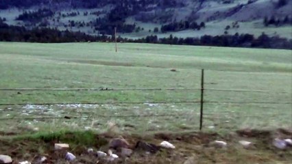 Cow Elk Takes on Cautious Wolf