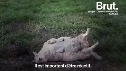 Tuto : comment remettre un mouton sur ses quatre pattes ?