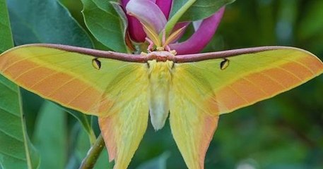 La transformation d’une petite chenille en un magnifique papillon lune chinois