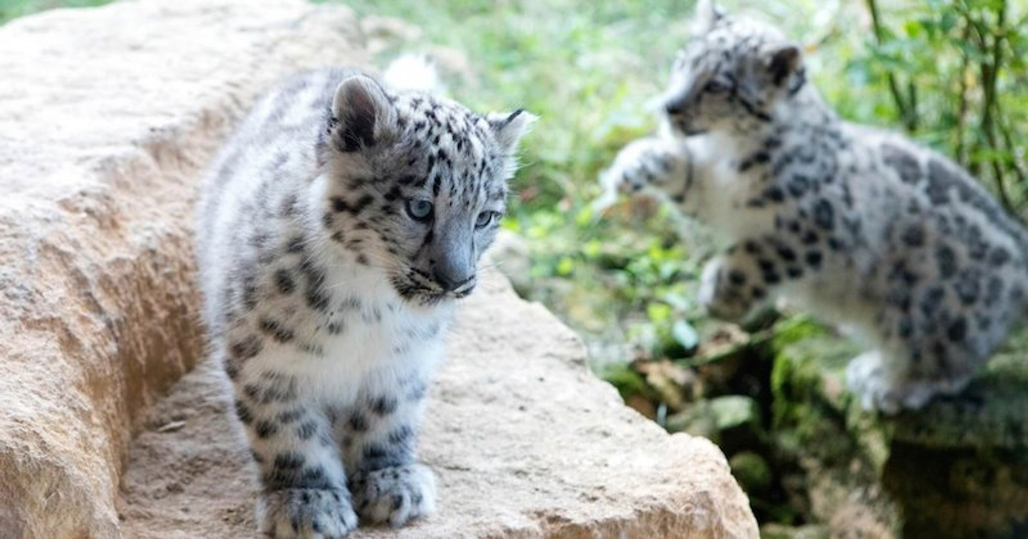 Au Big Cat Sanctuary Ces Bebes Leopards Des Neiges Vont Vous Faire Fondre Video Dailymotion