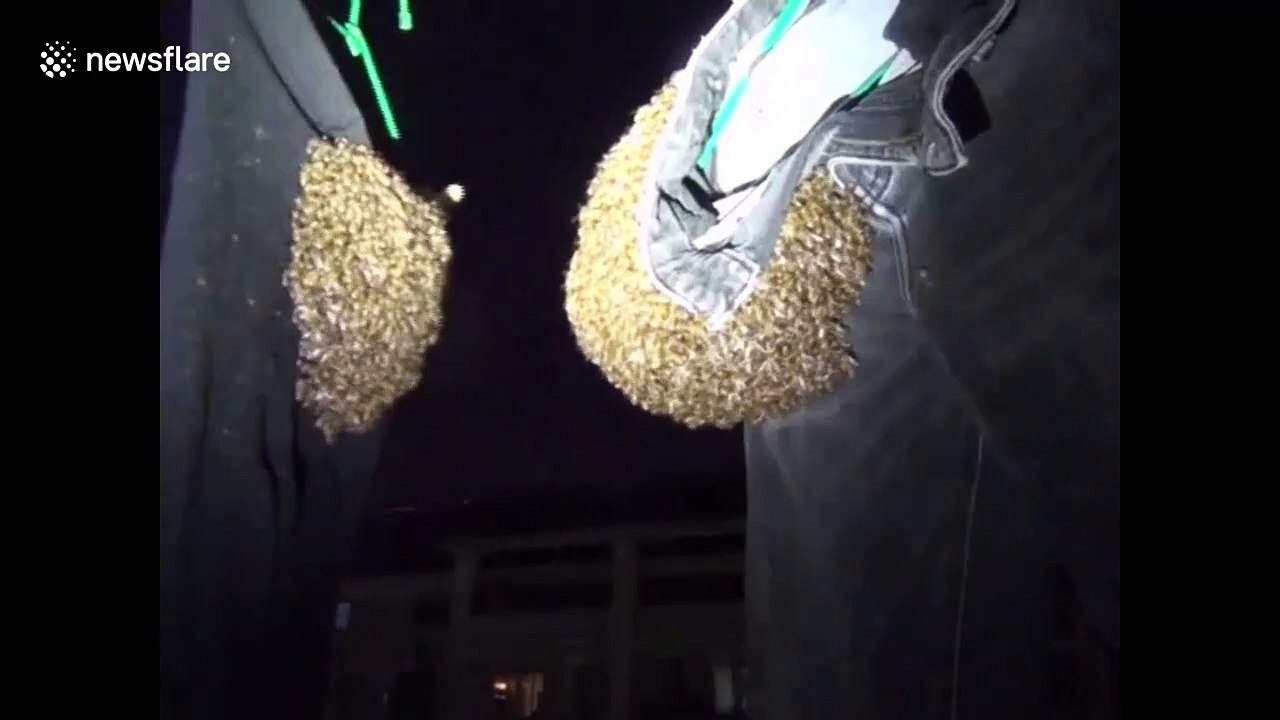 Thousands of Asiatic honey bees swarm jeans hanging outdoors in eastern China