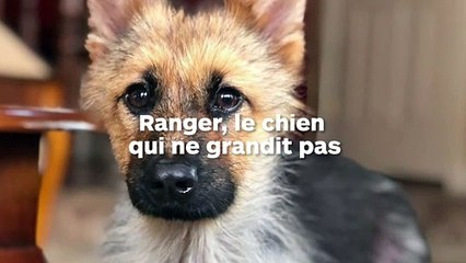 Ce berger allemand adulte ressemble à un jeune chiot