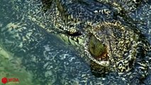 Crazy Hippos Hunting Crocodile   Never Anger A Hippo