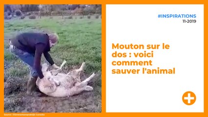 Mouton sur le dos : voici comment sauver l'animal