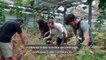 Les 5 Ponts sur l’île de Nantes : une micro- ferme urbaine écologique et solidaire démonstratrice