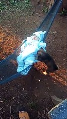 Puppy Lulls Baby in Hammock to Sleep