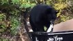 Big Bear Dines While Balancing on Dumpster