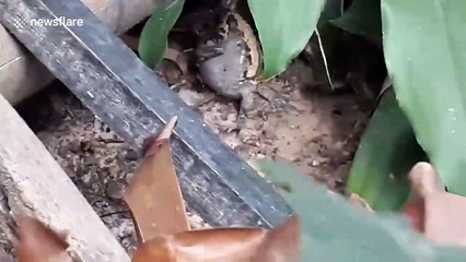 Rat snake struggles to eat large frog