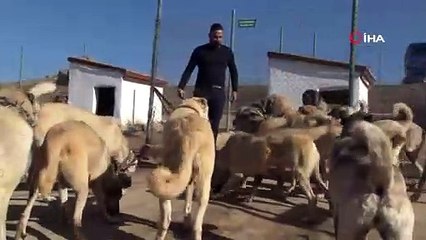 Mehmetçik'e yol arkadaşı olacaklar! Vatani görev için gün sayıyorlar