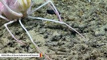 Scientists Catch A Blind Lobster Doing Something That Hasn't Been Observed Before