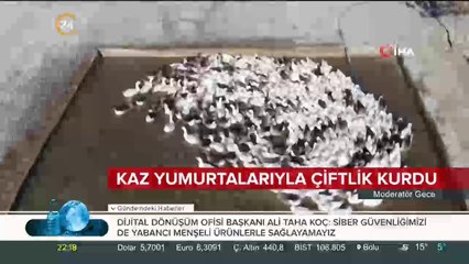 Kaz yumurtalarıyla çiftlik kurdu