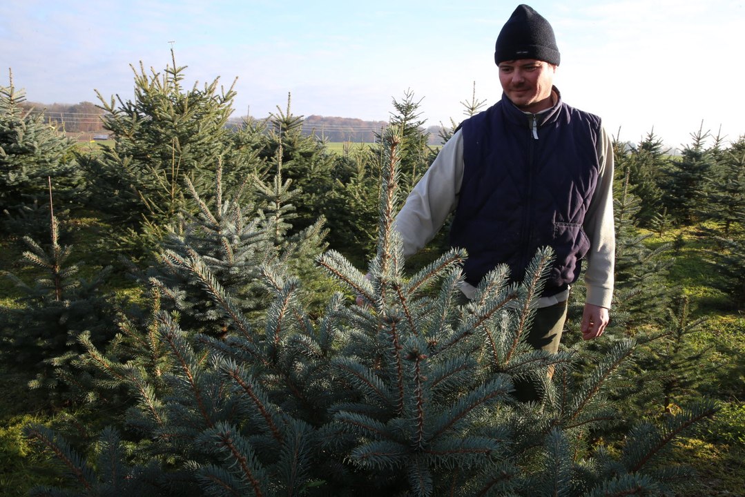 Sapin de Noël