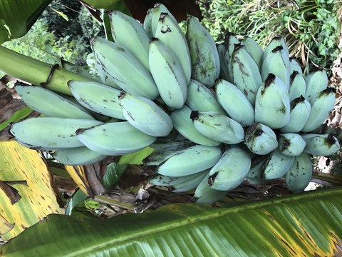 BLUE JAVA BANANAS! They taste like vanilla ice cream and you can buy them in Arizona - Appetite AZ