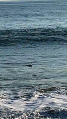 Unsuspecting Duck Meets Wave