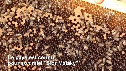 Au Yémen, la guerre donne au secteur du miel un goût amer