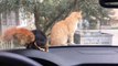 Un chat guette un écureuil à travers le pare-brise d'une voiture