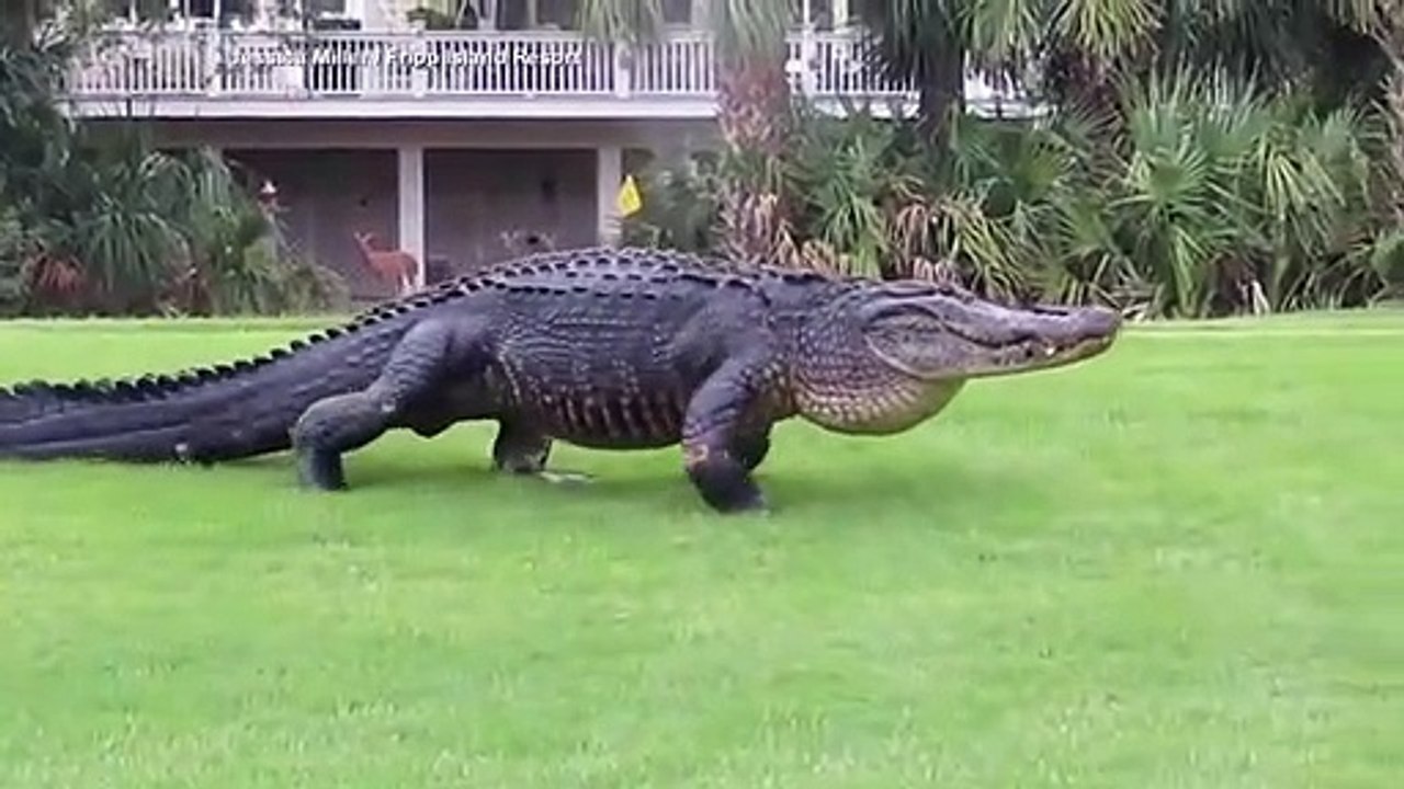 Ils croisent un énorme alligator sur le green d'un golf en floride... Belle bête