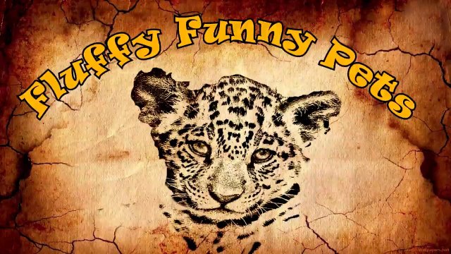 JOKES FUNNY ANIMALS 2019! CORNE AUX Larmes! MEILLEURE SÉLECTION VIDÉO chats et chiens Fluffy Funny Pets