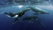 Humpback Whales Are No Longer Endangered In The South Atlantic