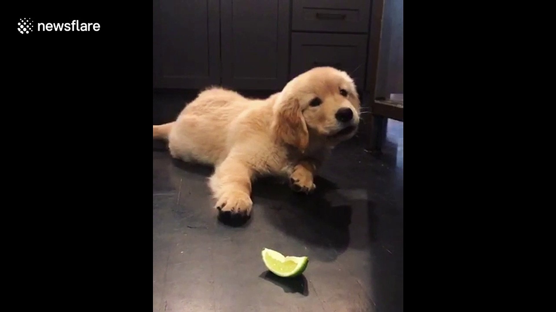 Confused golden retriever puppy confronts lime