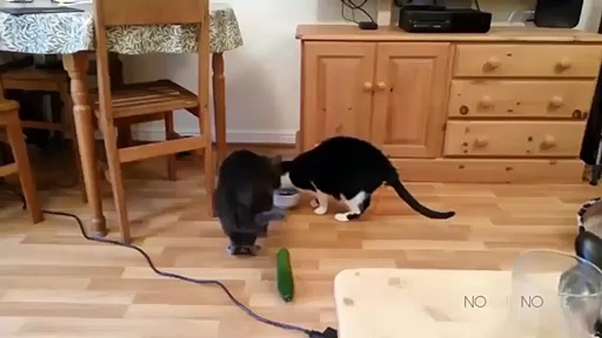 gatos contra pepinos - Vídeo Dailymotion