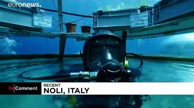 В Саду Немо растут базилик и клубника