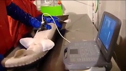 مجرد بيض لكنه يباع بثمن خيالي  ‬