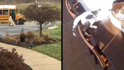 Sweet Dog Sees Little Girls Off To School & Clumsy Kitty Keeps On Falling