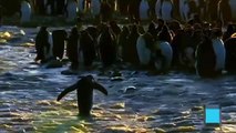 documentales-en-espanol-completos-la-isla-de-los-pinguinos