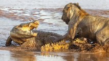 Lucha a muerte entre el cocodrilo y los grandes felinos