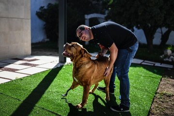 Ronda the dog gets new legs