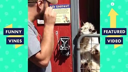 TRY NOT TO LAUGH - MUST WATCH FUNNY ANIMALS!