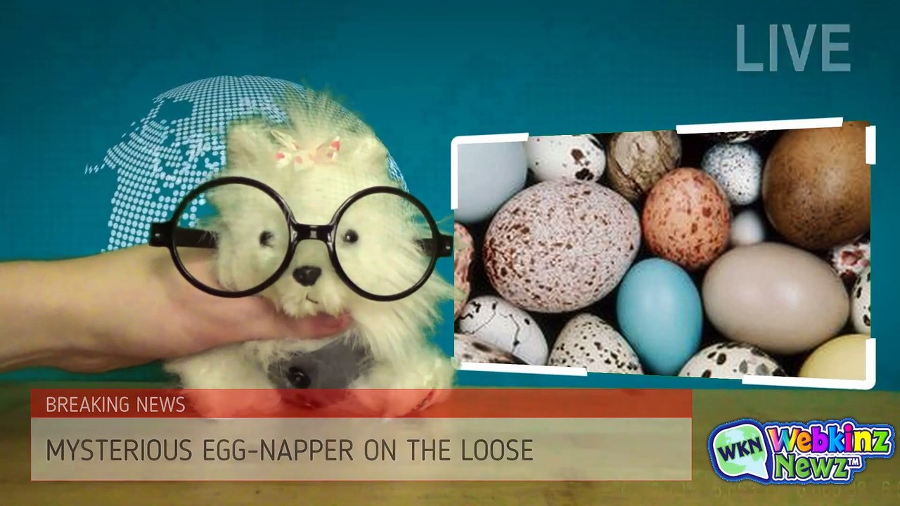 The Webkinz Show - EGGS!