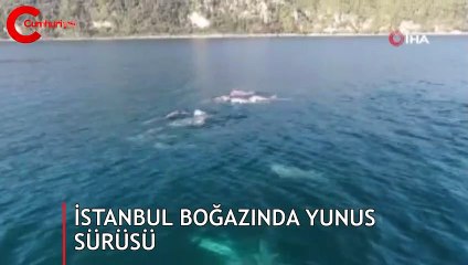 İstanbul Boğaz’ında yunus sürüsü