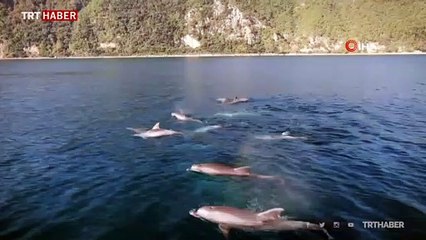 İstanbul Boğazı'ndan geçen sevimli yunuslar