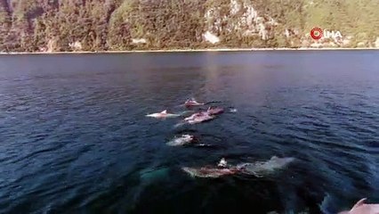 İstanbul Boğaz'ındaki yunus sürüsü havadan görüntülendi