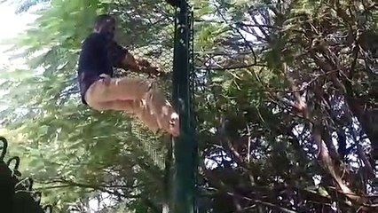 नशे में धुत आदमी बाघ के बाड़े में कूदने चला, जानिए आगे क्या हुआ