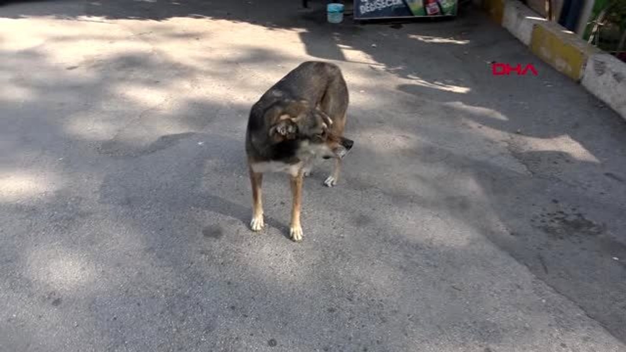 Sevimli dost babür, tedavi bekliyor