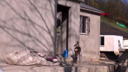 Trabzon yavru karaca 'bıdış'ı bebek gibi besliyor