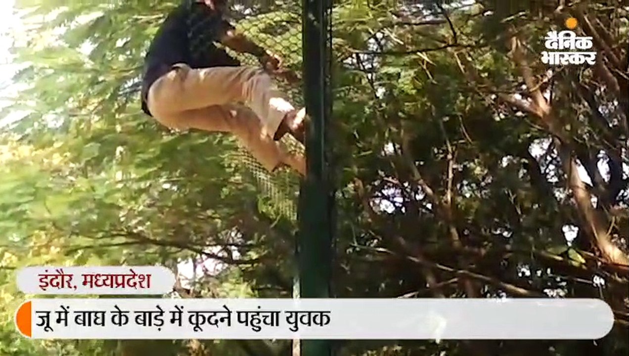 बाघ के बाड़े में कूदने की काेशिश करने वाला बोला - पशु प्रेमी हूं, मेरी मौत पर किसी जानवर का पेट भरता