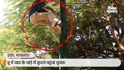 बाघ के बाड़े में कूदने की काेशिश करने वाला बोला - पशुप्रेमी हूं, मेरी मौत पर किसी जानवर का पेट भरता