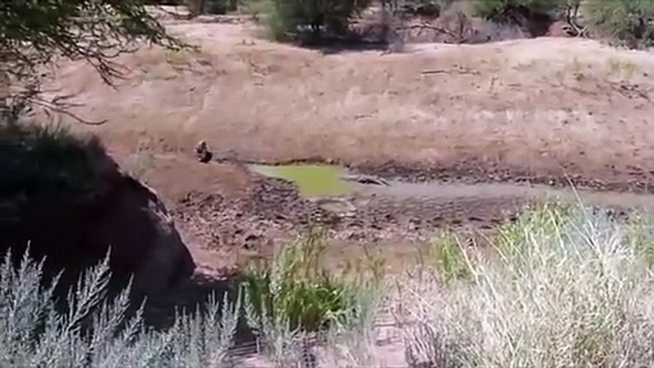 Crocodile Attack and Eat Warthog Side Of River.