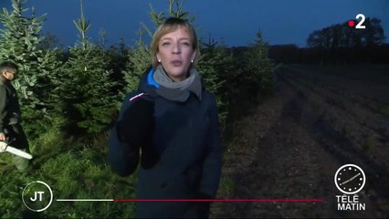 Fêtes de fin d'année : le rush des sapins de Noël va bientôt commencer