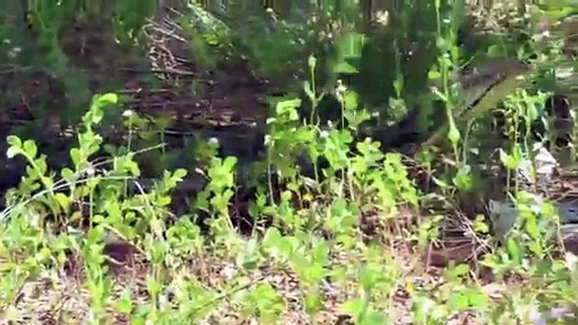 Crocodile Escape Giant Python Attack Python vs Alligator - Hunter becomes the Hunted Compilation