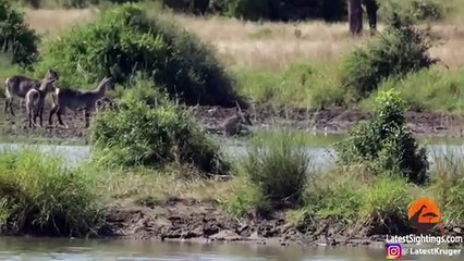 Crocodile Gives Waterbuck a Second Chance