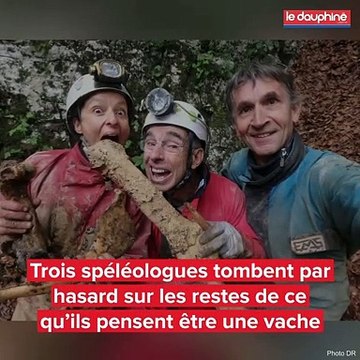 Dans l'Ain, les restes d'un bison vieux de 4 500 ans
